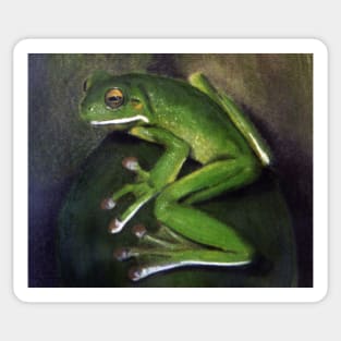 Green Tree Frog Pastel  by Adelaide Artist Avril Thomas Sticker